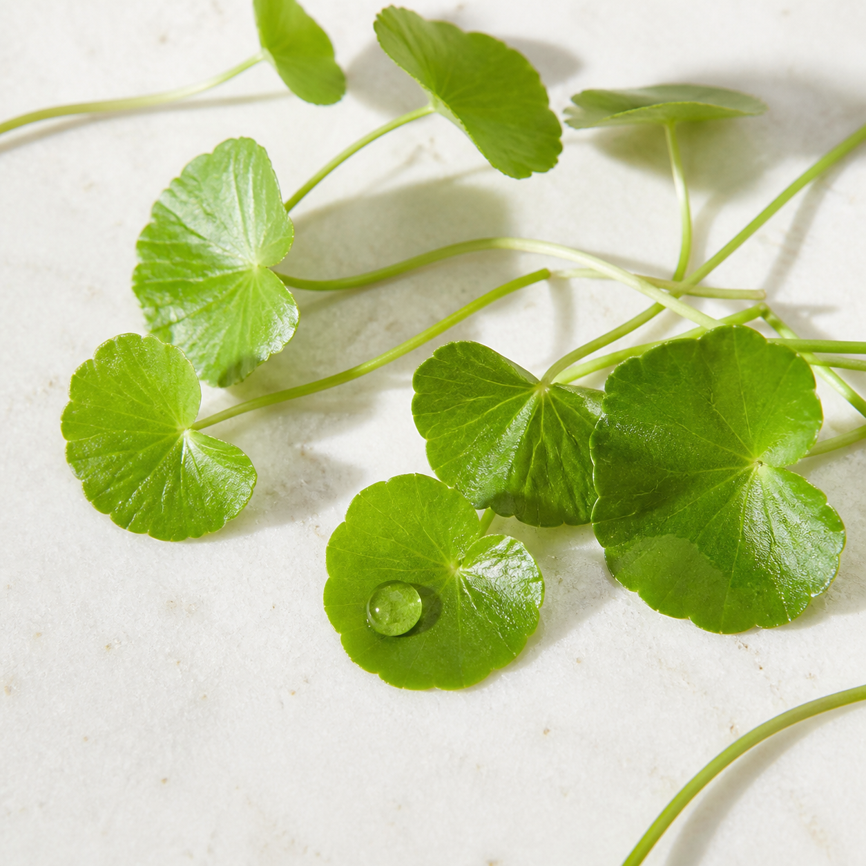 Fresh centella asiatica leaves with water droplets